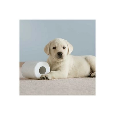 Buy π₯ 1-Ply Toilet Paper Cottonelle CleanCare 1-Ply Standard Toilet Paper, White, 150 Sheets/Roll, 12 Rolls/Pack (12456) π - Image 6